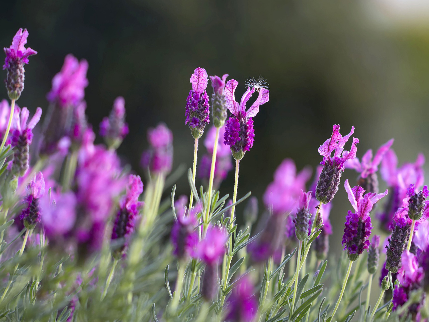 lavendar-1153408_1920
